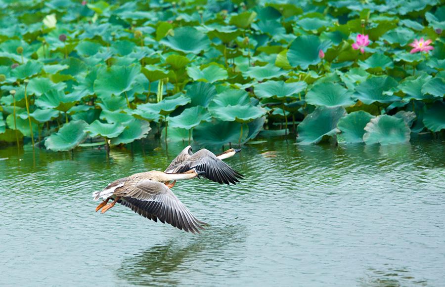 Two birds fly over Baiyangdian Lake in Xiongan New Area.(Photo/China Daily)