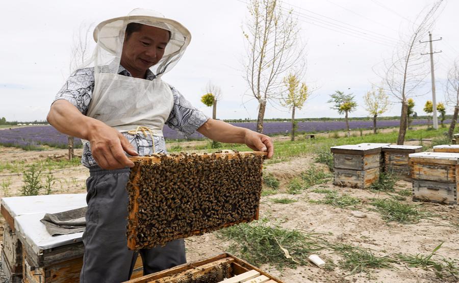 Beekeeper Zhou Xiaotong prepares to harvest honey at a lavender field in the Ili River valley in northwestern China\'s Xinjiang Uygur autonomous region. (Photo/Xinhua)