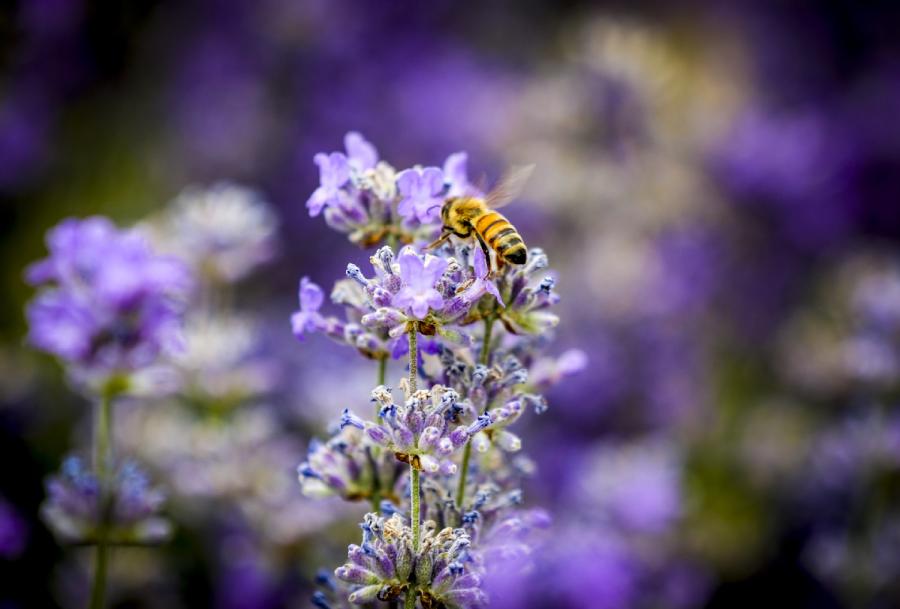 A bee feeds on lavender flowers. (Photo/Xinhua)
But this windfall does not come easily, and the thin, wiry man must stoop down and examine his hives every 15 minutes.
\