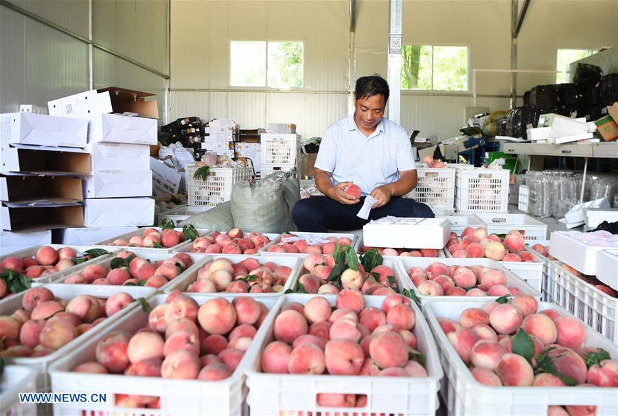 Shen Jianzhong selects fresh peaches at a planting base in the Wulong District of Chongqing, southwest China, Aug. 9, 2018. Shen Jianzhong, a 47-year-old villager of Fazi Village, developed a desertification-tolerant peach variety and helped villagers to get rid of poverty. (Xinhua/Wang Quanchao)
