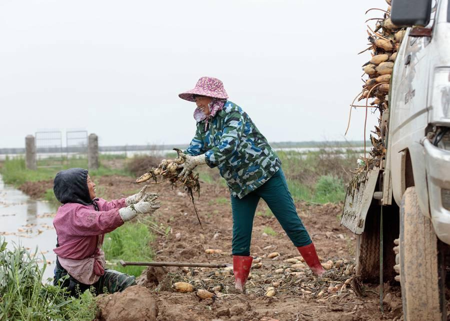 Guo said he will lead a group of Russian bird experts from the white cranes\' breeding place-the federal reserves of the Yakutia region-to do field research at Poyang Lake this winter. (Photo by Zhou Haiyan/for China Daily)