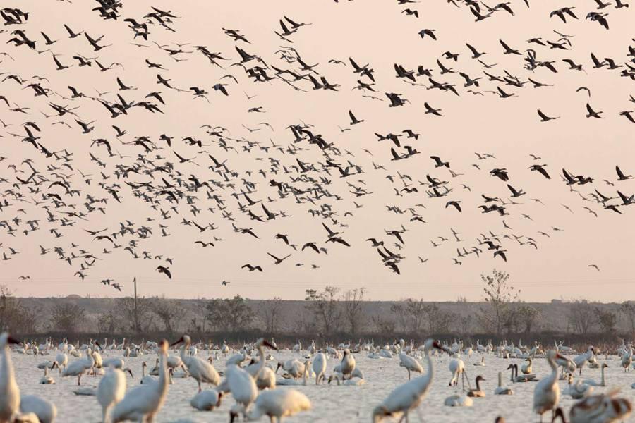 Several thousand white cranes are seen in the Poyang Lake area in Nanchang, Jiangxi Province. [(Photo by Zhou Haiyan/for China Daily)
The species breeds in the Yakutia region of northeastern Siberia in Russia, and around 3,600 white cranes, around 98 percent of the total population, spend the winter in the Yangtze River Valley, especially in the wetlands around Poyang Lake, the biggest freshwater body in China.
At their breeding grounds, white cranes eat cranberries, rodents, fish and insects. At their wintering migration site, they dig roots and tubers from the wetlands.