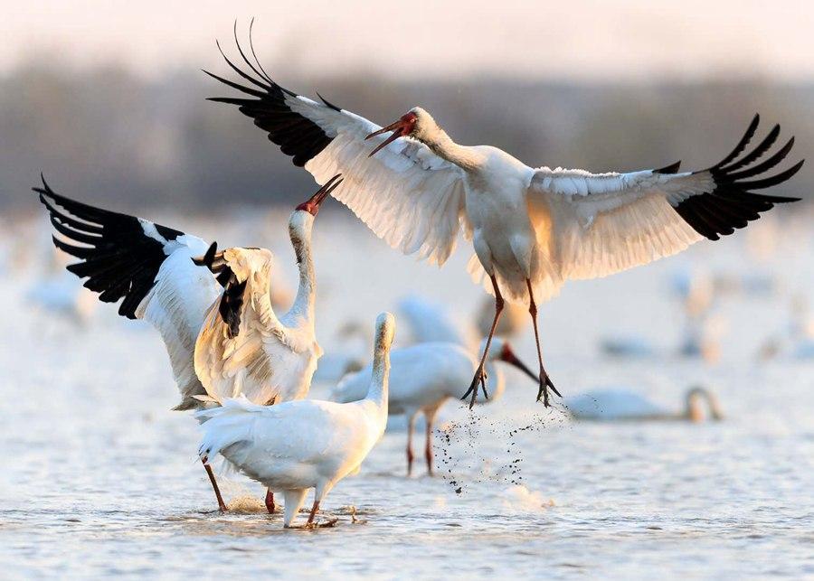 White cranes are seen in the Poyang Lake area in Nanchang, Jiangxi Province. (Photo by Zhou Haiyan/for China Daily)
Around 1,000 white cranes were spotted in the lotus field of Wuxing Farm between November last year and April, but because all the nearby wetlands of the farm have been converted to rice planting, Zhou\'s field cannot accommodate all the birds.