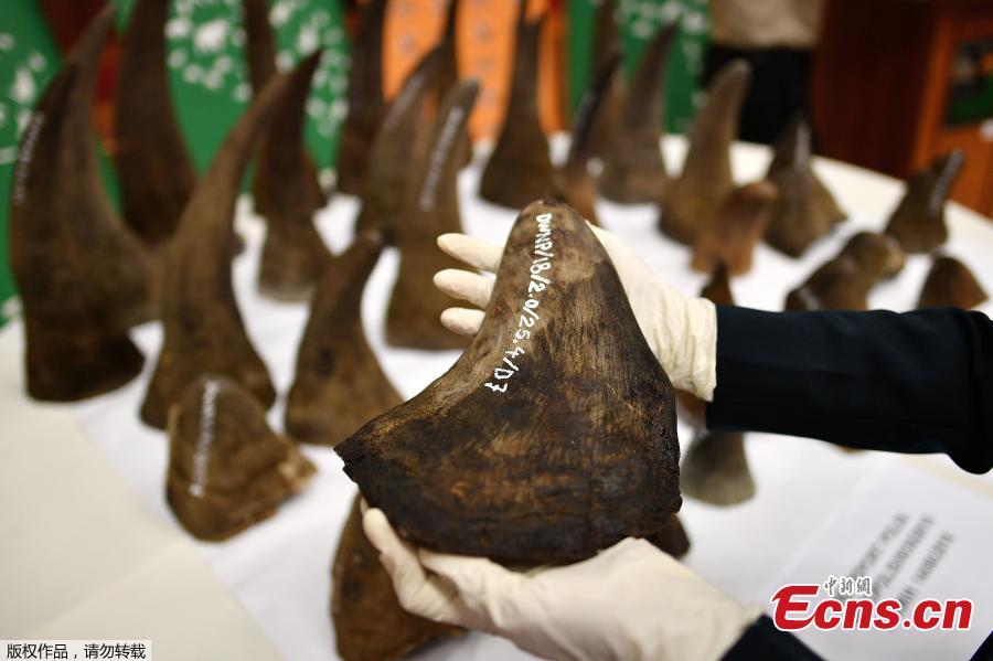 A Malaysian Wildlife official displays seized rhino horns and other animal parts at the Department of Wildlife and National Parks headquarters in Kuala Lumpur on August 20, 2018. Malaysia has made a record seizure of 50 rhino horns worth an estimated 12 million US dollars as they were being flown to Vietnam, authorities said on August 20.  (Photo/Agencies)