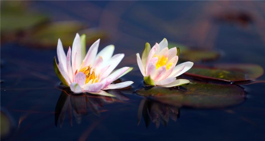More than 300 varieties of water lilies from around the world are being shown at the Shanghai Chenshan Botanical Garden. (Photo/China Daily)