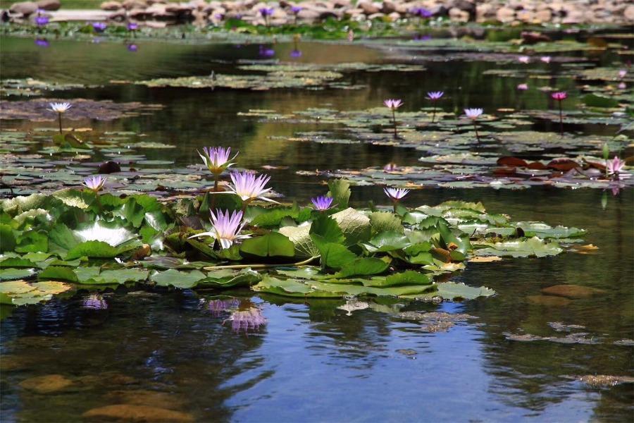 More than 300 varieties of water lilies from around the world are being shown at the Shanghai Chenshan Botanical Garden. (Photo/China Daily)