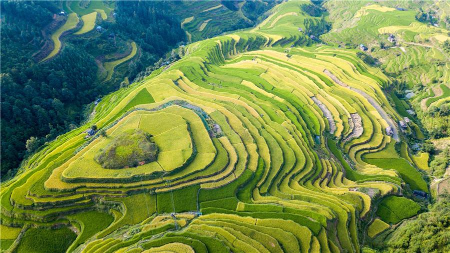 Terraced rice fields transform into greenish golden land in Congjiang county, Southwest China\'s Guizhou Province, Aug. 21, 2018. (Phot/Asianewsphoto)

Entering autumn, the terraced rice fields at the central region of Moon Mountain in Southwest China\'s Guizhou gradually turn golden, indicating a bumper harvest in future.