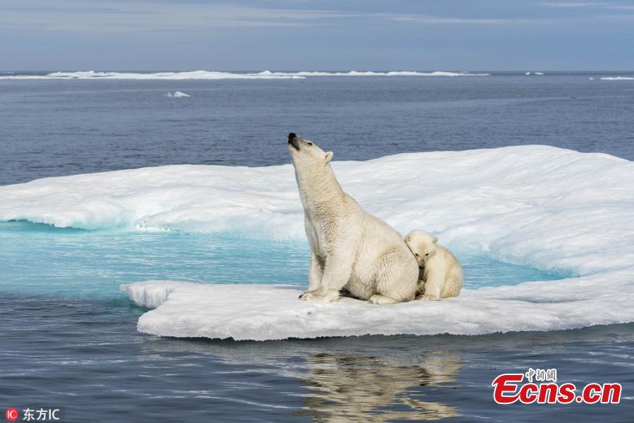 Aerial photos shot by wildlife photographer Florian Ledoux, 28, show polar bears leaping from one piece of thin and breaking ice to another as the area becomes ever more flooded by water in the north of Canada.

A ground-level view of polar bears in the north of Canada where a small block of ice is surrounded by water. (Photo/IC)