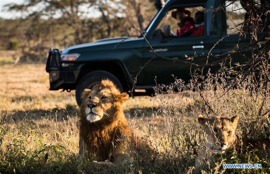 Chinese wildlife conservationist Zhuo Qiang and a local warden check lions at Ol Kinyei conservancy in Maasai Mara, Kenya, July 7, 2018. The founder and Chairman of Mara Conservation Fund (MCF) Zhuo Qiang, a 45-year-old Chinese, has pioneered outstanding wildlife conservation projects in the world famous Maasai Mara ecosystem. Ol Kinyei is among the conservancies benefiting from his activities. Around it, he has built three lion proof boas preventing the wildlife conflict with the adjacent communities. He was officially adopted as a son of the Maasai\'s Ol Kinyei conservation group in 2015, owing to his unwavering friendship with the pastoralists. Zhuo\'s anti-poaching drives in the East African nation expresses the increasing collaboration between Kenyan and China in ending the killing of rhinos, elephants and lions. (Xinhua/Lyu Shuai)
