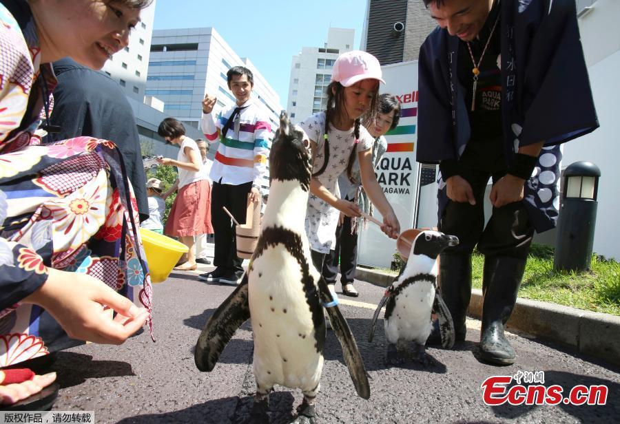 Penguins enjoy a bath to cool off near a hotel in Tokyo, Japan, Aug. 27, 2018, as temperatures hit 35 degrees centigrade. (Photo/Agencies)