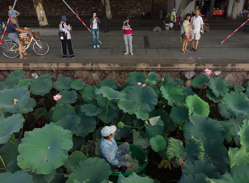 Chen Laidi, a Hangzhou native, gathers lotus leaves and heads at the West Lake. (Photo/China Daily)

It has no address, no signs, no exact opening hours, or even any salespeople, and sells just two things－tablecloth-sized lotus leaves and lotus heads filled with the plant\'s edible seeds, all handpicked from West Lake by its maintenance team.

The market revolves around the working schedule of the maintenance workers, and it handles the lotus harvest they reap from the lake, which is usually sufficient for the purchases of 30 people on any day.

Having been around for almost as long as Taobao, which launched in 2002, the market remains mostly a secret among locals.

Those who know about it are prepared to get up as early as 3am and travel for an hour across the city to visit the market. The attraction, they say, is the \