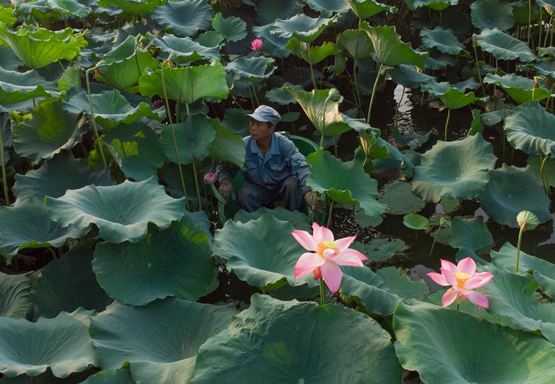 Maintenance worker Chen Laidi, a Hangzhou native, gathers lotus leaves and heads at West Lake. (Photo/China Daily)

Locals line up to make prized purchases at \'secret site\' in Hangzhou

It was 7:25 on a Friday morning, too early for the crowds of tourists who flock daily to the banks, bridges and pagodas of West Lake in Hangzhou.

But as the summer heat rose at the UNESCO World Heritage site in the Zhejiang provincial capital, a fully laden sampan appeared on the motionless water, bobbing toward the lake\'s northern bank.

A rush of excitement passed through a small group waiting there－mostly middle-aged or elderly locals－as they formed an orderly line and unfolded their bags.

At the stroke of 7:30, the first in the line, a short, curly-haired woman in her 50s, rushed to the edge of the lake and showed her ticket.

It gave her permission to buy what she came for, 15 lotus leaves and four lotus heads, at a total cost of 20 yuan ($3).

\