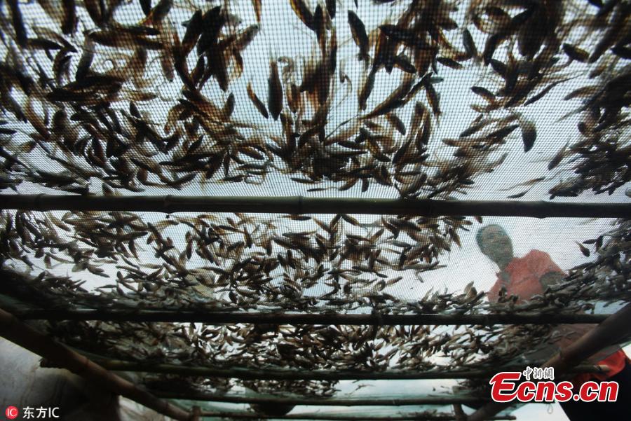 Fish are air dried near Poyang Lake in Yongxiu County, East China’s Jiangxi Province, Sept. 3, 2018. The lake is rich of freshwater fish that sell well in the market. (Photo/IC)