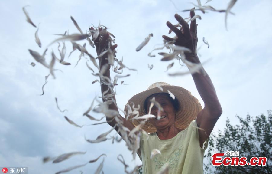 Fish are air dried near Poyang Lake in Yongxiu County, East China’s Jiangxi Province, Sept. 3, 2018. The lake is rich of freshwater fish that sell well in the market. (Photo/IC)