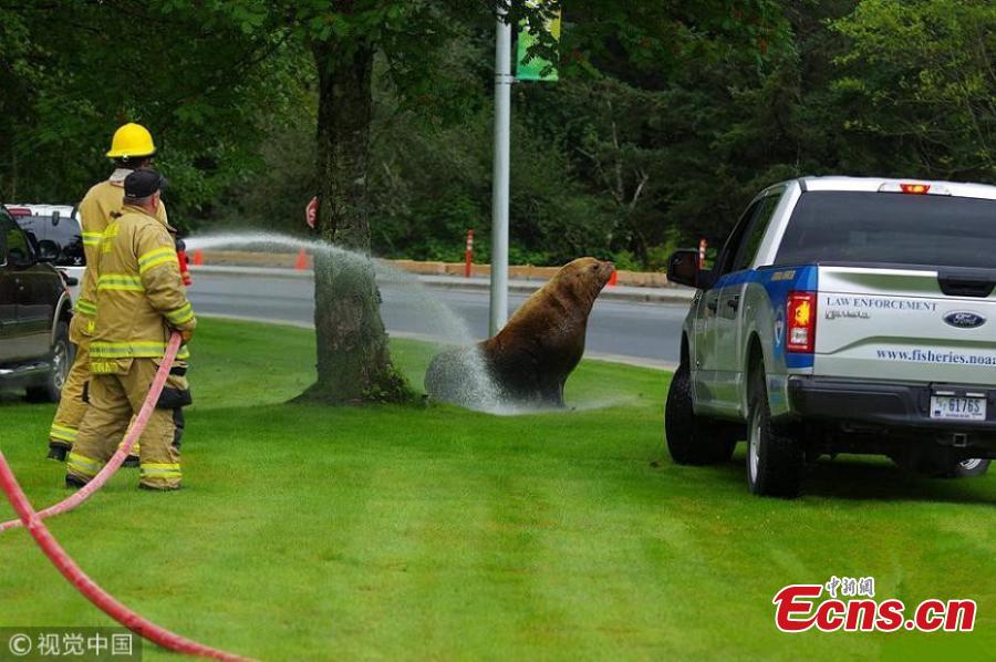 Firefighters with the Sitka Volunteer Fire Department try to usher a Steller sea lion to the sea, Sept. 1, 2018. An improvised rescue mission involving a front-end loader and tranquilizer darts returned a desperate and dehydrated sea lion that spent four days meandering around Sitka in Alaska to the ocean. (Photo/VCG)