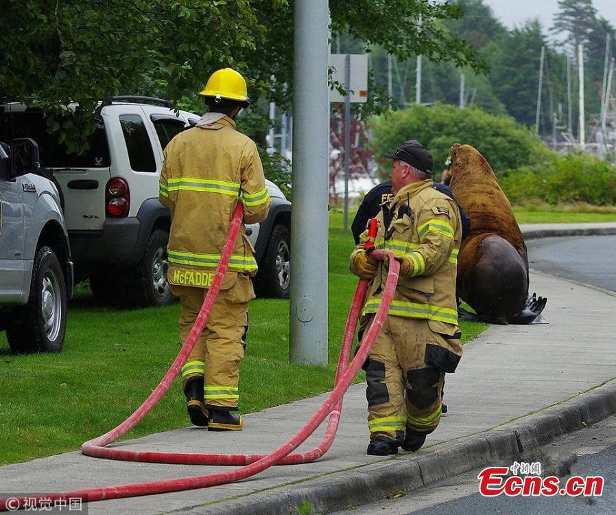 Firefighters with the Sitka Volunteer Fire Department try to usher a Steller sea lion to the sea, Sept. 1, 2018. An improvised rescue mission involving a front-end loader and tranquilizer darts returned a desperate and dehydrated sea lion that spent four days meandering around Sitka in Alaska to the ocean. (Photo/VCG)
