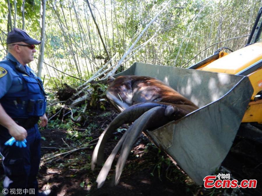 A sea lion that had been on land in Sitka for four days is transported in a front-end loader back to water after being darted, Sept. 3, 2018. An improvised rescue mission involving a front-end loader and tranquilizer darts returned a desperate and dehydrated sea lion that spent four days meandering around Sitka in Alaska to the ocean. (Photo/VCG)
