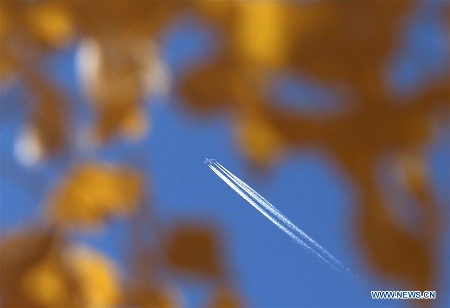 An airplane flies over the forest of populus euphratica, commonly known as desert poplar, in the Mogao Township of Dunhuang City, northwest China\'s Gansu Province, Oct. 6, 2018. (Xinhua/Zhang Xiaoliang)