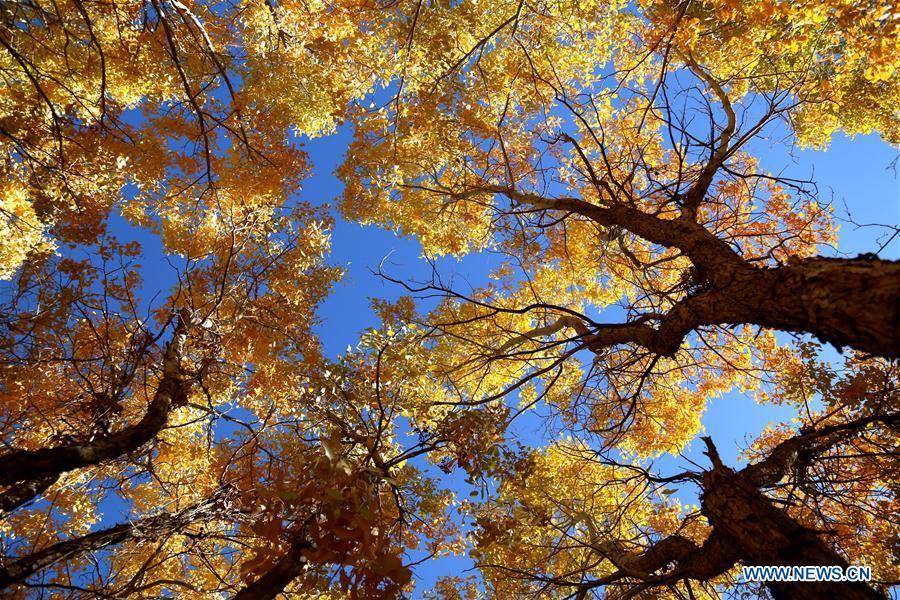Photo taken on Oct. 6, 2018 shows the autumn scenery of the forest of populus euphratica, commonly known as desert poplar, in the Mogao Township of Dunhuang City, northwest China\'s Gansu Province. (Xinhua/Zhang Xiaoliang)