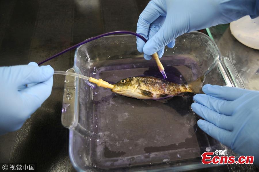 A fish species gets treatment at fish hospital in the premises of Sheri Kashmir University of Agricultural Sciences and Technology (SKUAST) in Srinagar, India, Oct. 5, 2018. (Photo/VCG)