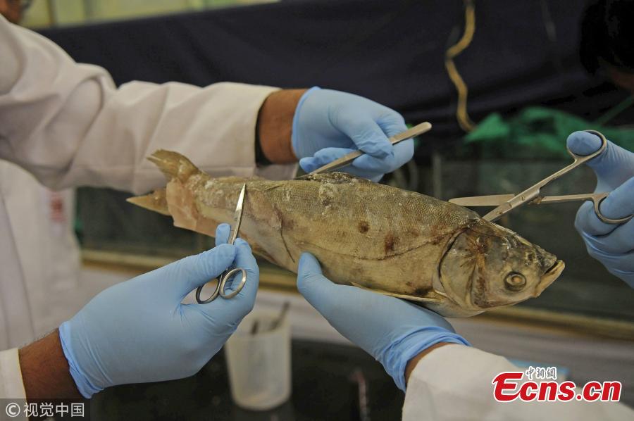 A fish species gets treatment at fish hospital in the premises of Sheri Kashmir University of Agricultural Sciences and Technology (SKUAST) in Srinagar, India, Oct. 5, 2018. (Photo/VCG)