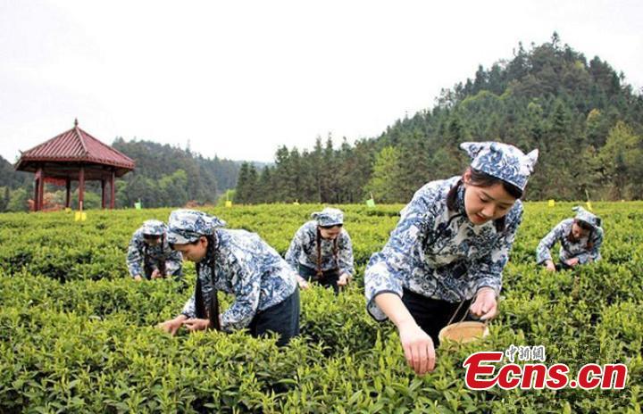 Seasonal tea
The period around the Cold Dew is a good time for the growth of tea trees. Tea collected in the three days before and the four days after Cold Dew is said to be the highest quality in the season.(Photo/China News Service)