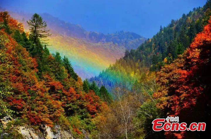 Time to appreciate red autumnal leaves
It’s a tradition in many places to appreciate the red maple leaves, which only get more colorful in late autumn.(Photo/China News Service)