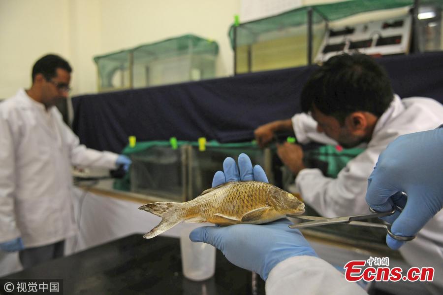 A fish species gets treatment at fish hospital in the premises of Sheri Kashmir University of Agricultural Sciences and Technology (SKUAST) in Srinagar, India, Oct. 5, 2018. (Photo/VCG)