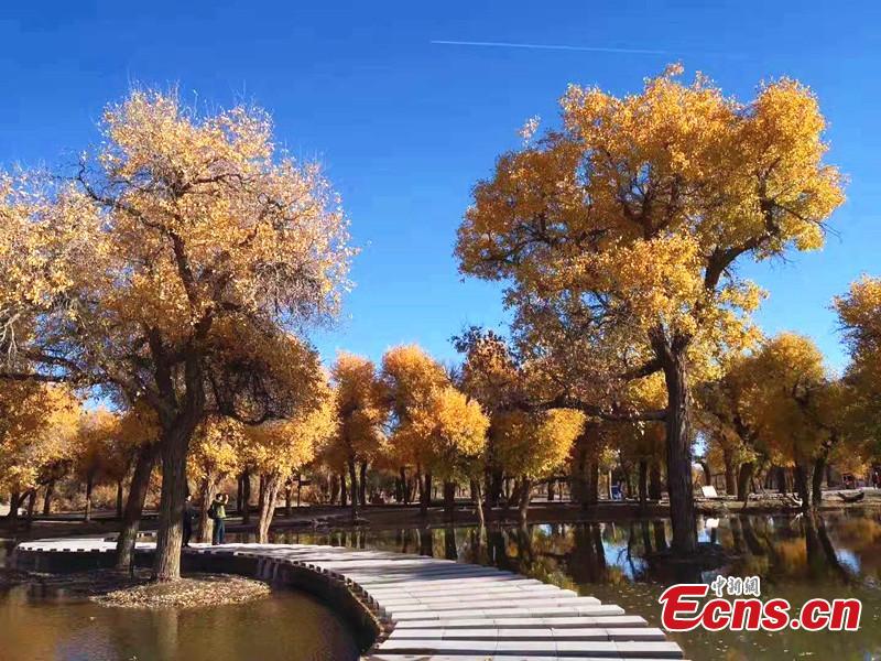 Mid-October is the best time of the year to visit a forest of desert poplar or populus euphratica in Ejina Banner in North China’s Inner Mongolia Autonomous Region. With leaves turning yellow, the forest looks like a wonderland. (Photo/China News Serivce)