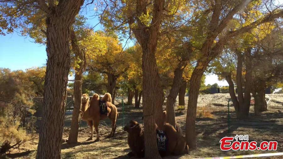 Mid-October is the best time of the year to visit a forest of desert poplar or populus euphratica in Ejina Banner in North China’s Inner Mongolia Autonomous Region. With leaves turning yellow, the forest looks like a wonderland. (Photo/China News Serivce)