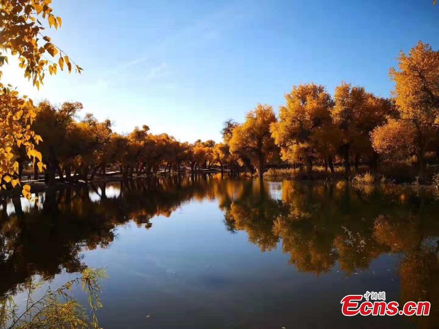 Mid-October is the best time of the year to visit a forest of desert poplar or populus euphratica in Ejina Banner in North China’s Inner Mongolia Autonomous Region. With leaves turning yellow, the forest looks like a wonderland. (Photo/China News Serivce)
