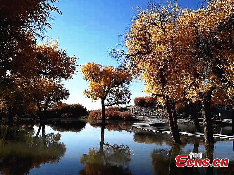 Mid-October is the best time of the year to visit a forest of desert poplar or populus euphratica in Ejina Banner in North China’s Inner Mongolia Autonomous Region. With leaves turning yellow, the forest looks like a wonderland. (Photo/China News Serivce)
