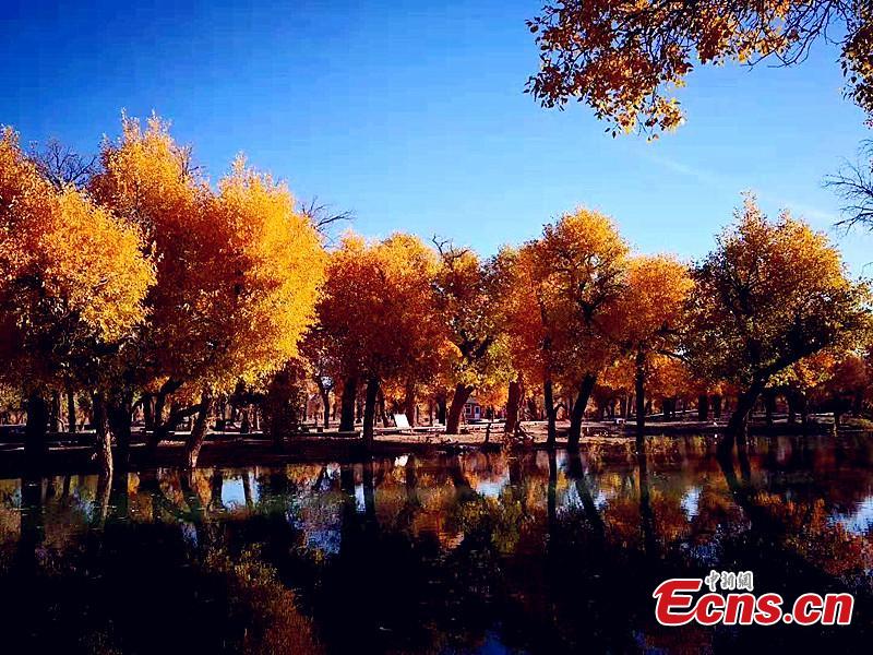 Mid-October is the best time of the year to visit a forest of desert poplar or populus euphratica in Ejina Banner in North China’s Inner Mongolia Autonomous Region. With leaves turning yellow, the forest looks like a wonderland. (Photo/China News Serivce)