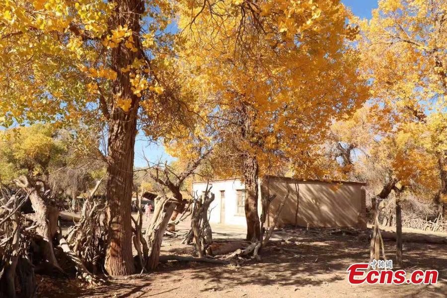 Mid-October is the best time of the year to visit a forest of desert poplar or populus euphratica in Ejina Banner in North China’s Inner Mongolia Autonomous Region. With leaves turning yellow, the forest looks like a wonderland. (Photo/China News Serivce)