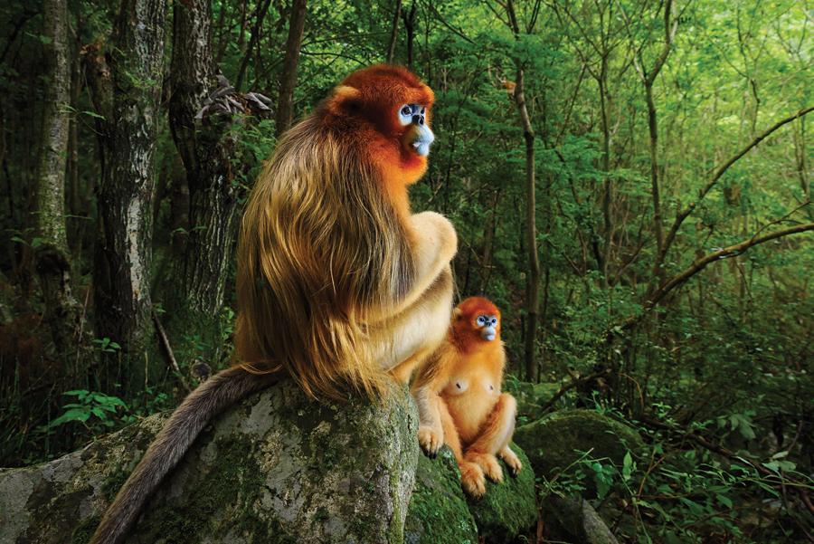 A male and a female golden snub-nosed monkeys looking on as members of their troop fight among the treetops, deep in the Qinling Mountains of Central China. The image wins top prize at this year\'s Wildlife Photographer of the Year Award. (Photo Provided to China Daily)
A photograph of two golden snub-nosed monkeys has won top prize at this year\'s Wildlife Photographer of the Year Award, to the delight of primatologists who hope the image will raise awareness for this threatened Chinese species.
The annual competition is run by the Natural History Museum in London and is the world\'s largest wildlife photography contest. This year, 45,000 entries from 95 countries were judged, and the \