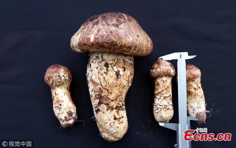 A matsutake mushroom weighing 900 grams is on display at a mushroom market in Kunming City, Southwest China’s Yunnan Province. A dealer bought the oversized matsutake for 5,000 yuan ($720) in the province’s Weishan Yi and Hui Autonomous County. The matsutake is one of China\'s most prized mushrooms. (Photo/VCG)