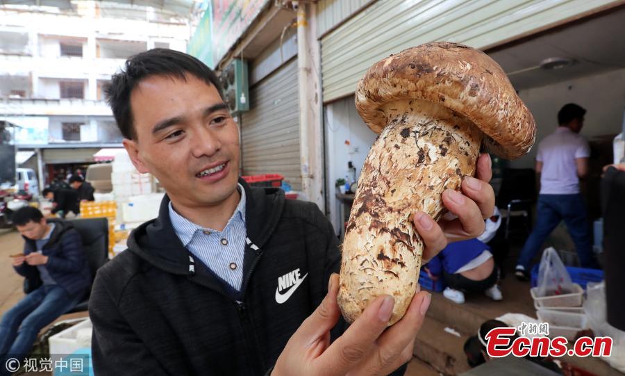 A matsutake mushroom weighing 900 grams is on display at a mushroom market in Kunming City, Southwest China’s Yunnan Province. A dealer bought the oversized matsutake for 5,000 yuan ($720) in the province’s Weishan Yi and Hui Autonomous County. The matsutake is one of China\'s most prized mushrooms. (Photo/VCG)
