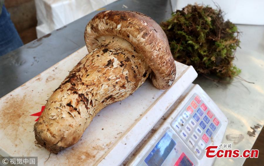 A matsutake mushroom weighing 900 grams is on display at a mushroom market in Kunming City, Southwest China’s Yunnan Province. A dealer bought the oversized matsutake for 5,000 yuan ($720) in the province’s Weishan Yi and Hui Autonomous County. The matsutake is one of China\'s most prized mushrooms. (Photo/VCG)