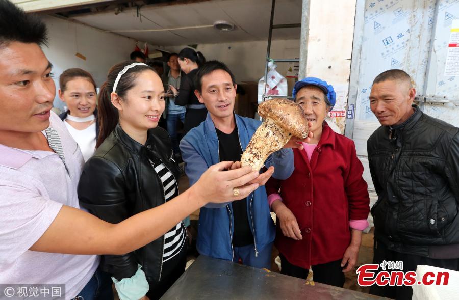 A matsutake mushroom weighing 900 grams is on display at a mushroom market in Kunming City, Southwest China’s Yunnan Province. A dealer bought the oversized matsutake for 5,000 yuan ($720) in the province’s Weishan Yi and Hui Autonomous County. The matsutake is one of China\'s most prized mushrooms. (Photo/VCG)