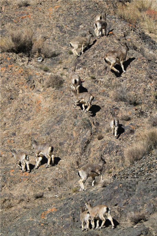 A group of bharals. They are good at climbing cliffs. (Photo by Lang Wenrui for chinadaily.com.cn)