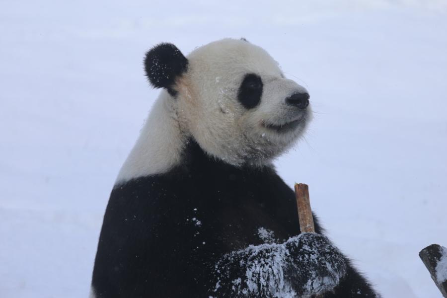 A panda plays in snow in northeastern China\'s Heilongjiang Province on Oct. 27, 2018. (Photo provided to chinadaily.com.cn)