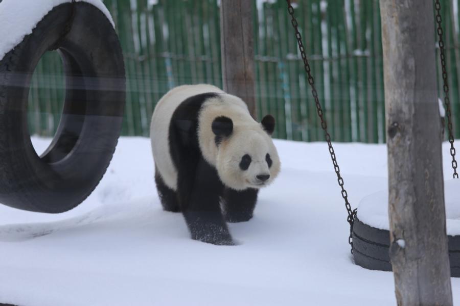 A panda plays in snow in northeastern China\'s Heilongjiang Province on Oct. 27, 2018. (Photo provided to chinadaily.com.cn)
Two giant pandas at the Yabuli skiing resort enjoy the snowfall in northeastern China\'s Heilongjiang Province on Saturday. The pandas, called Sijia and Youyou, are 11-year-old male and 12-year-old female, respectively.