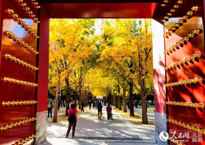 Ginkgo trees are turning Beijing\'s Temple of Earth into a sea of yellow as the temperature continues to fall in late autumn. With the golden leaves hanging from the branches and blowing off in the wind, the Temple of Earth looks like a fairyland. (Photo/people.cn)
The Temple of Earth is home to over 200 ginkgo trees, and the best time to catch the beautiful fall scene is between late October and early November each year.