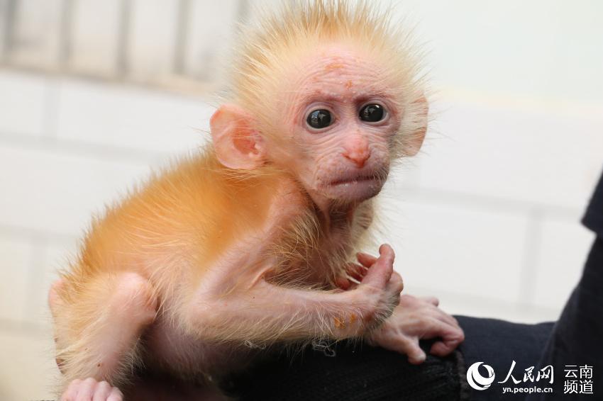 A northern pig-tailed macaque cub, under first-class national protection in China, was recently saved from a trafficker by two citizens in Pu\'er, southwestern China\'s Yunnan Province, and was later handed to local forest police. (Photo/People\'s Daily Online)
The macaque is 21 centimeters in length and weighs only 1.1 kilograms. It was later sent to a local wildlife rescue shelter because it was not yet capable of surviving in the wild.