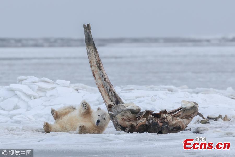 A hungry bear cub holds onto a towering whale bone in Alaska. The young bear and its sibling climb on a bowhead whale bone which has been left out by local Alaskan Inupiat hunters. The 75-ton whales are sacred to Inupiat people, who cook and eat three per year, leaving the bones in a designated place for the polar bears to finish off the scraps of meat stuck to the bones. (Photo/VCG)
