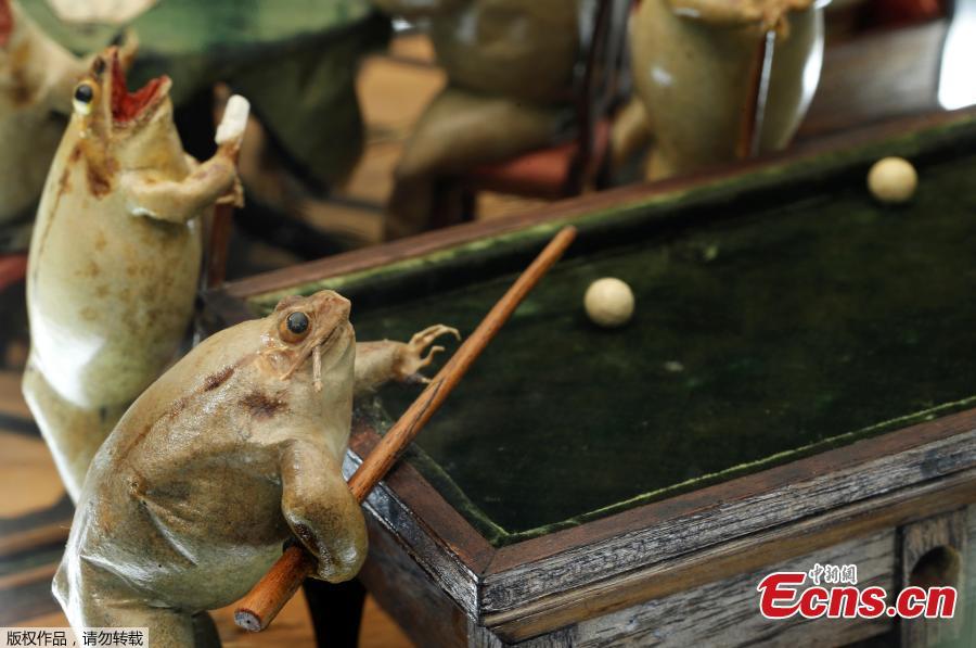 A frog playing pool is pictured at the Frog Museum, a collection of 108 stuffed frogs in scenes portraying everyday life in the 19th-century and made by Francois Perrier, in Estavayer-le-Lac, Switzerland November 7, 2018.(Photo/Agencies)