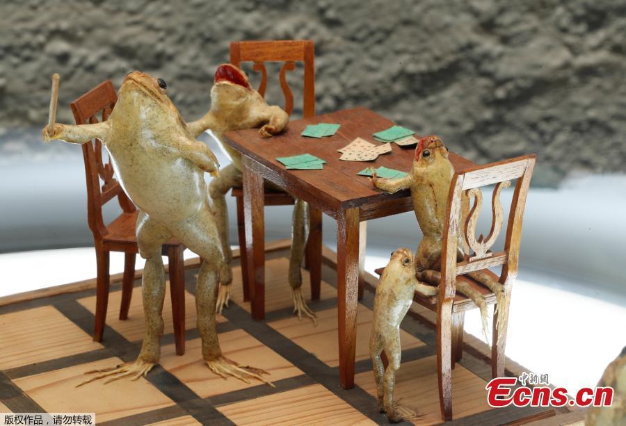 Frogs playing a family scene are pictured at the Frog Museum, a collection of 108 stuffed frogs in scenes portraying everyday life in the 19th-century and made by Francois Perrier, in Estavayer-le-Lac, Switzerland November 7, 2018. (Photo/Agencies)