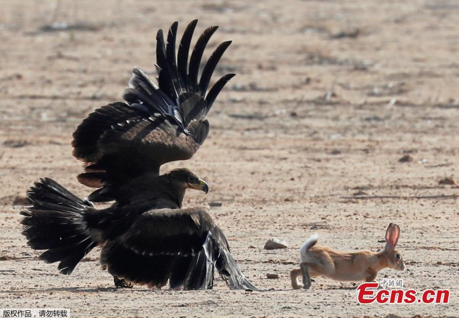 A hunting falcon catches a hare during a celebration by Egyptian clubs and austringers on World Falconry Day at Borg al-Arab desert in Alexandria, Egypt, November 17, 2018. (Photo/Agencies)