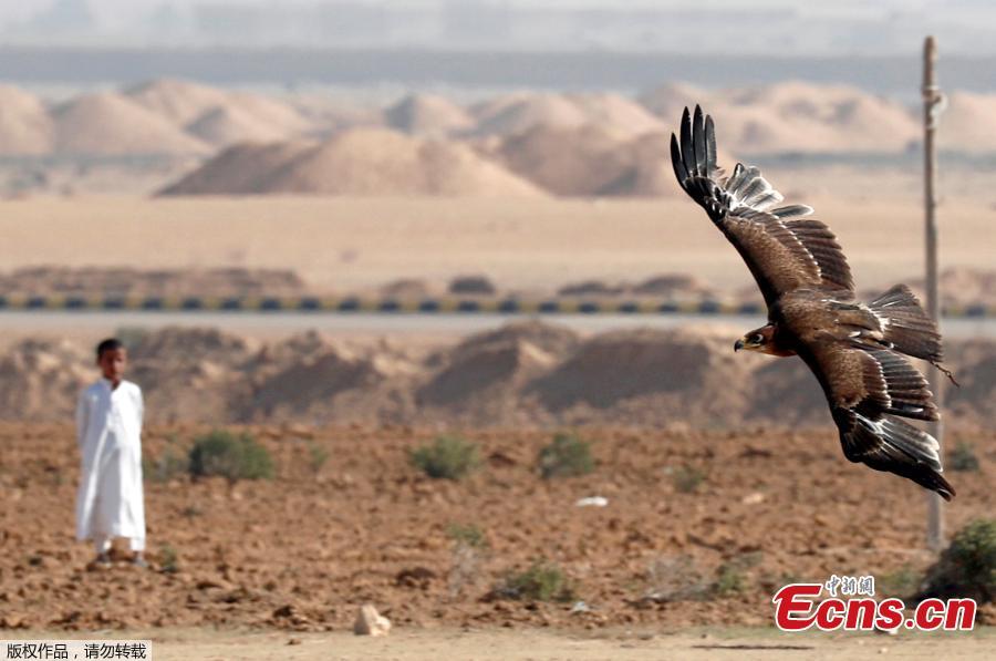 A Bedouin boy looks at falcon during a celebration with Egyptian clubs and austringers on World Falconry Day at Borg al-Arab desert in Alexandria, Egypt, November 17, 2018. (Photo/Agencies)