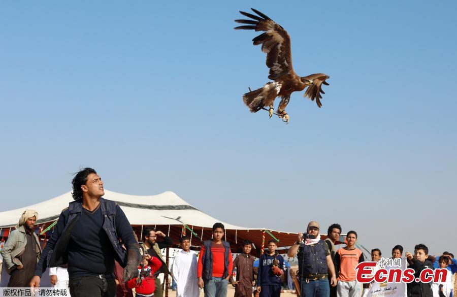 A member of EGY Falconer Club releases his falcon during a celebration by Egyptian clubs and austringers on World Falconry Day at Borg al-Arab desert in Alexandria, Egypt, November 17, 2018. (Photo/Agencies)